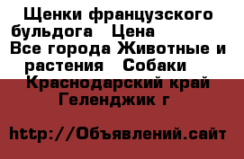 Щенки французского бульдога › Цена ­ 30 000 - Все города Животные и растения » Собаки   . Краснодарский край,Геленджик г.